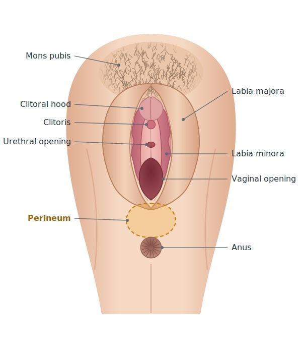 Diagram showing the location of the female perineum between the vagina and anus.