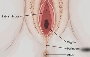 Diagram showing the location of the female perineum between the vagina and anus.