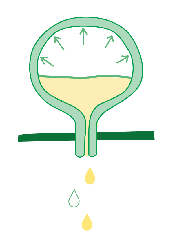 Green Bladder Diagram